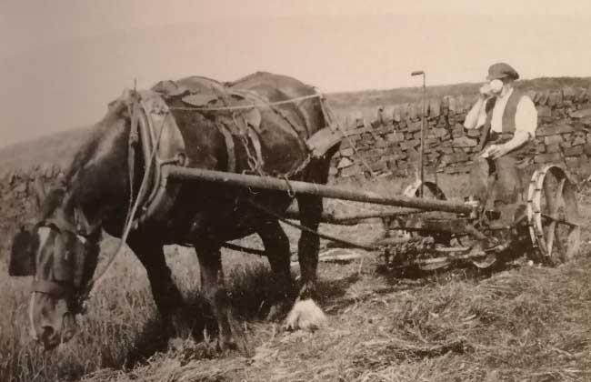 Mowing-at-Highfields-with-a-Bamford-One-Horse-Mower