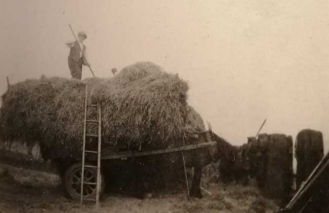 Haymaking at Highfields