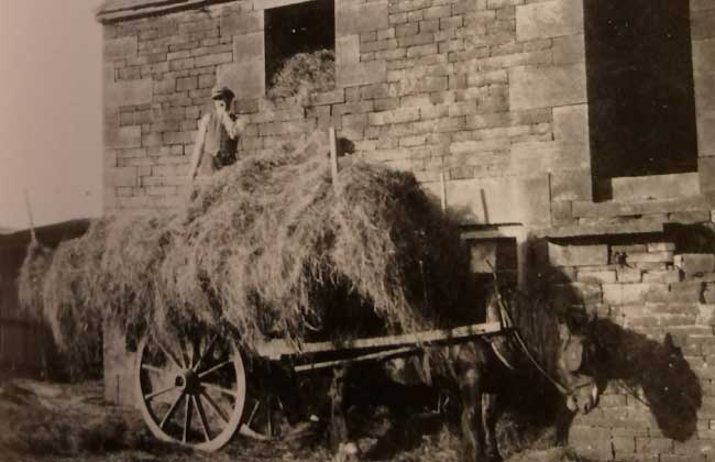 pitching-hay-into-the-barn-at-highfields